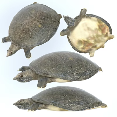 Different Angles of Softshell Turtle Reptile Showing Carapace and Plastron Details 3d model