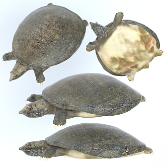 Modern turtle 3d model