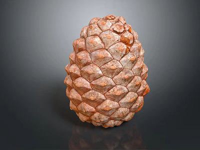 Orange Brown Pine Cone With Scaly Texture Isolated On Dark Background 3d model