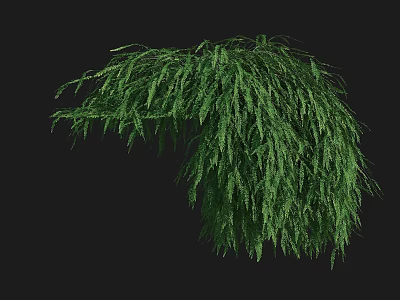 Lush Green Bush With Dense Hanging Branches And Foliage Against Black Background 3d model