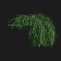 Lush Green Bush With Dense Hanging Branches And Foliage Against Black Background
