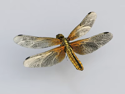Close Up View Of Dragonfly With Silver Gray Wings Fine Texture And Yellowish Brown Body 3d model