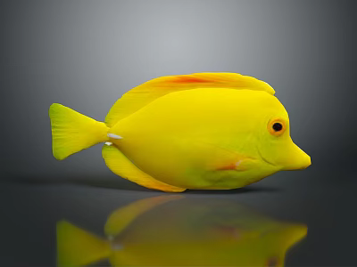 Vibrant Yellow Fish with Orange Fins and Sleek Body on Gray Background with Reflection 3d model