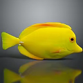 Vibrant Yellow Fish with Orange Fins and Sleek Body on Gray Background with Reflection