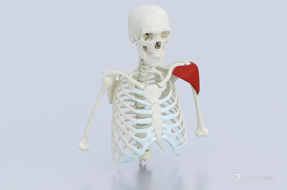 Medical Device Human Skeleton Model With Shoulder Marking For Anatomy Teaching 3d model 
