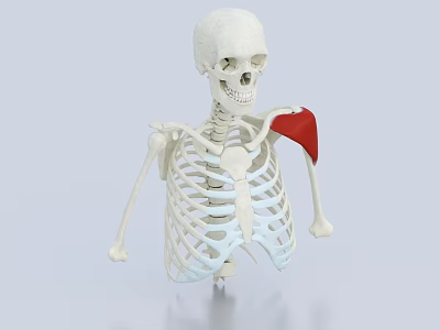Medical Device Human Skeleton Model With Shoulder Marking For Anatomy Teaching 3d model