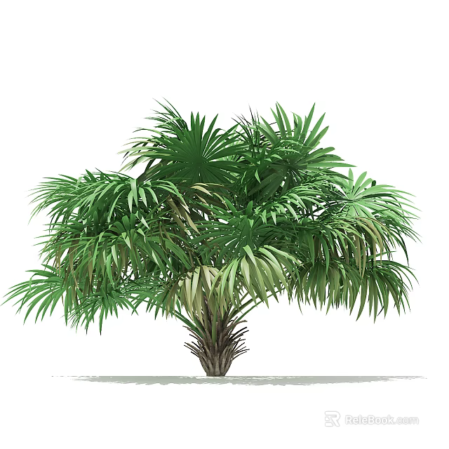 Lush Tropical Palm Tree with Green Fan Shaped Leaves and Thick Trunk 3d model 
