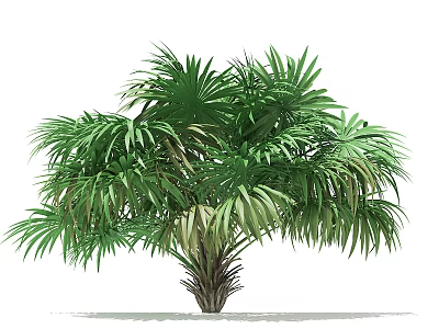 Lush Tropical Palm Tree with Green Fan Shaped Leaves and Thick Trunk 3d model