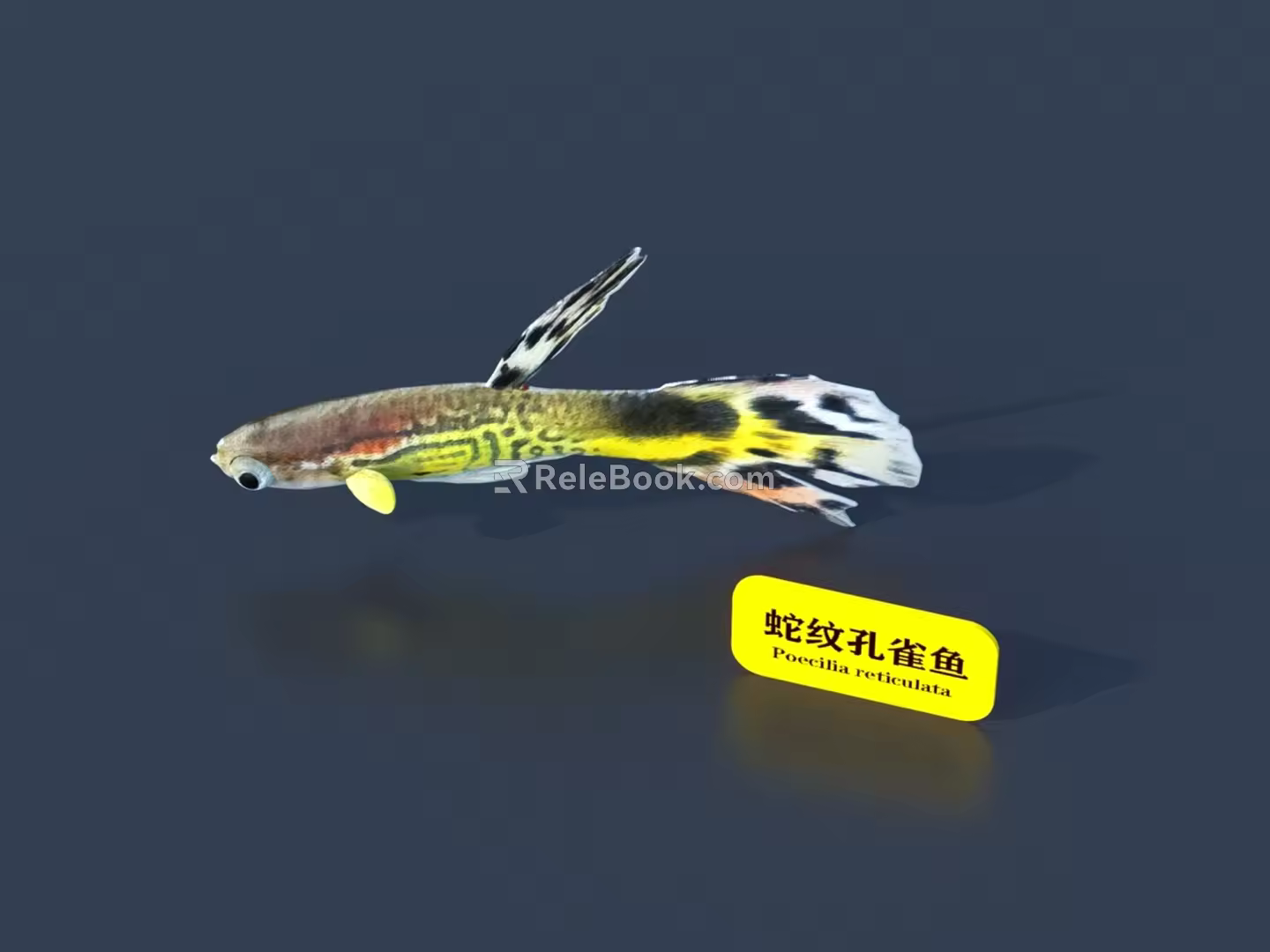 Fish 3D Model 3d model