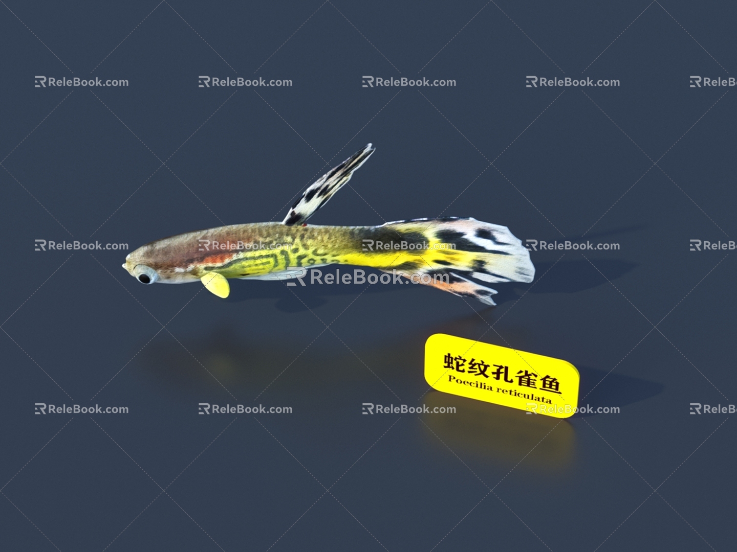 Fish 3D Model model