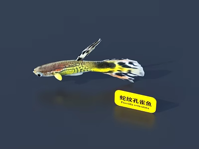 Snake Skin Guppy With Yellow Black White Patterns Swimming 3d model
