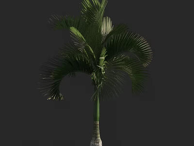 Tropical Palm Tree with Lush Green Fronds and Tall Straight Trunk 3d model