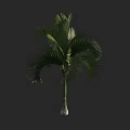 Tropical Palm Tree with Lush Green Fronds and Tall Straight Trunk