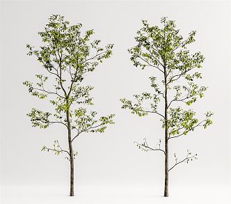 Modern Tree Landscape Tree 3d model