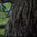 Lush Green Arbor With Thick Trunk On Paved Ground And Person Standing Underneath