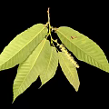 Vibrant Plant Branch With Multiple Green Leaves And White Flower Spikes