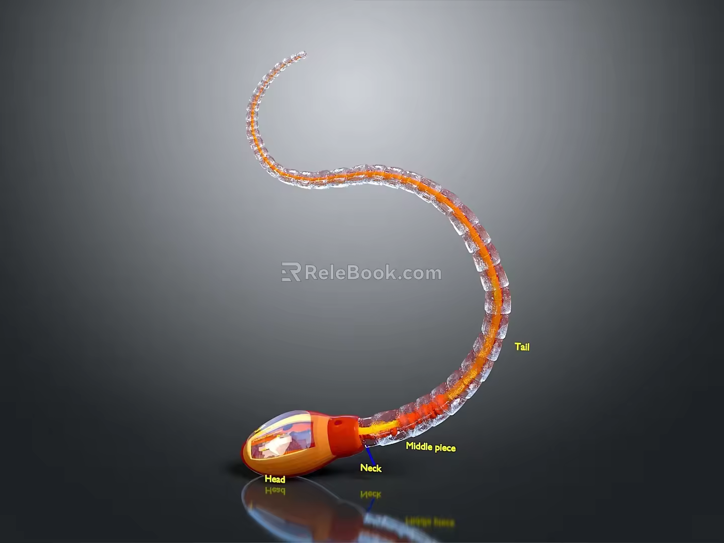 Modern sperm egg fertilization fertilized egg 3d model