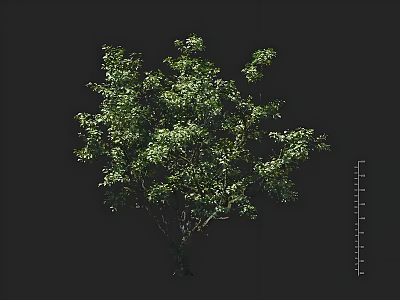 Green Arbor With Lush Foliage And Graceful Branches In Dark Background 3d model