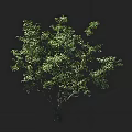 Green Arbor With Lush Foliage And Graceful Branches In Dark Background