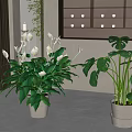 Indoor Potted Plants With White Flowers And Large Green Leaves In Modern Space