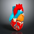 Human Heart Chest Organ Detailed 3D Anatomical Model with Colored Arteries and Veins
