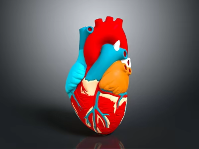 Human Heart Chest Organ Detailed 3D Anatomical Model with Colored Arteries and Veins 3d model