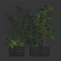 Green Potted Plants With Varied Leaf Shapes In Gray Containers On Dark Reflective Surface