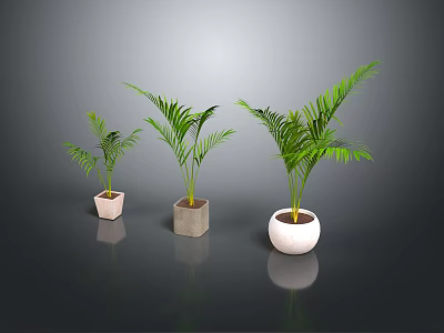 Three Potted Palm Plants of Various Sizes in Different Ceramic Concrete Pots Indoor Reflection 3d model