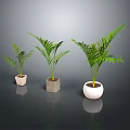 Three Potted Palm Plants of Various Sizes in Different Ceramic Concrete Pots Indoor Reflection