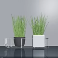 Bonsai Potted Plants With Fresh Green Grass-like Leaves On Metal Stand For Modern Indoor Decor