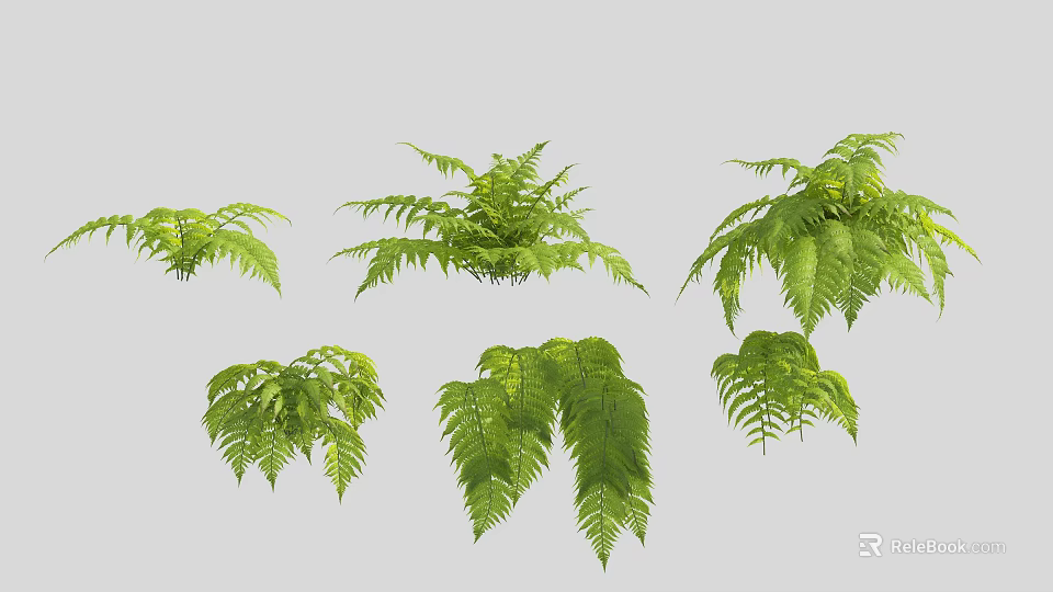 Different Fresh Green Fern Plants with Lush Leaves for Home Decor 3d model 