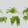 Different Fresh Green Fern Plants with Lush Leaves for Home Decor
