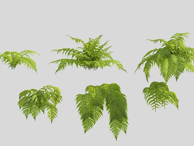 Different Fresh Green Fern Plants with Lush Leaves for Home Decor 3d model