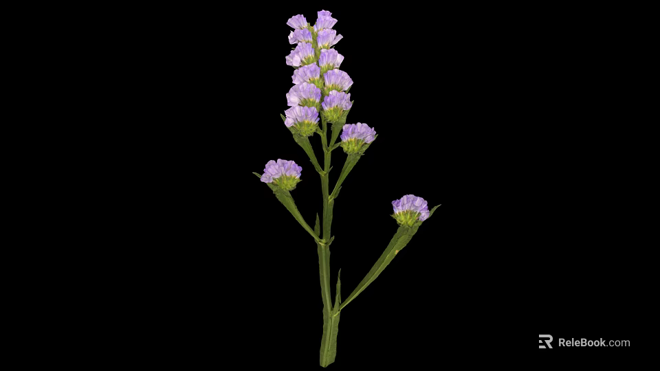 Vibrant Purple Flowering Plant with Green Stem and Small Blooms on Black Background 3d model 