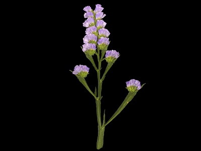 Vibrant Purple Flowering Plant with Green Stem and Small Blooms on Black Background 3d model