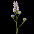 Vibrant Purple Flowering Plant with Green Stem and Small Blooms on Black Background
