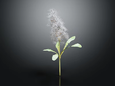 Unique Plant with Slender Stem Fuzzy Top Seeds and Green Leaves on Black Background 3d model
