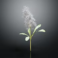 Unique Plant with Slender Stem Fuzzy Top Seeds and Green Leaves on Black Background