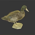 Taxidermy Duck Standing with Green Head and Brown Feathers on Hexagonal Base