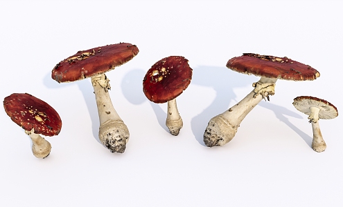 Modern mushroom Amanita 3d model