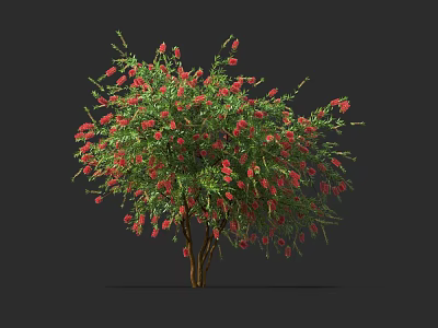 Green Leafy Bush With Red Flowers And Brown Trunk Isolated On Dark Background 3d model