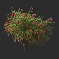 Green Leafy Bush With Red Flowers And Brown Trunk Isolated On Dark Background