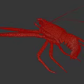 Orange Lobster with Large Claws and Long Legs on Dark Background in