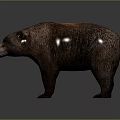 Detailed Realistic Standing Brown Bear With Thick Fur On Gray Background