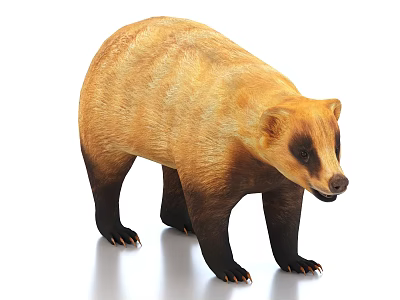 Realistic Honey Badger Model With Brown And Black Fur Standing On White Background 3d model