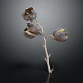 Natural Dried Plant Branch With Textured Cracked Seed Pods On Dark Background