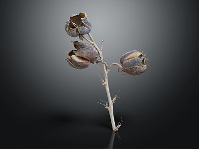 Natural Dried Plant Branch With Textured Cracked Seed Pods On Dark Background 3d model