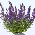 Vibrant Purple Flowers with Green Leaves Growing in a Lush Cluster