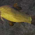 Golden Carp Fish With Shiny Scales Red Eyes And Open Mouth In Natural Environment