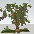 Grape Bush with Purple Grapes Green Vines Leaves Basket Underneath Stones and Grass